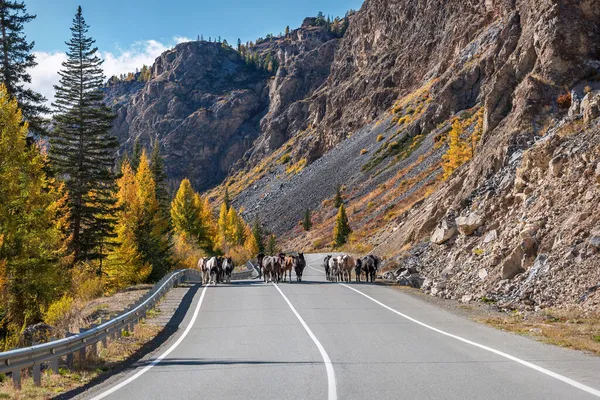 Şaşırtıcı Sonbahar Manzarası Dağlarda Dönen Asfalt Bir Yol Altın Ağaçlar — Stok fotoğraf