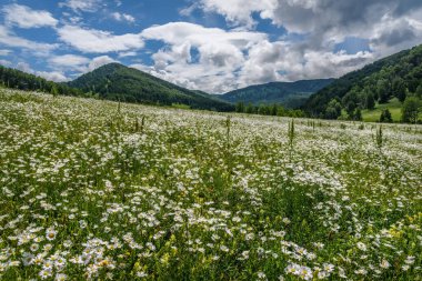 Dağ yamacında yeşil bir çayır üzerinde beyaz papatya çiçekleri (matricaria chamomilla) ve bulutlu orman ve mavi gökyüzü ile muhteşem yaz manzarası.