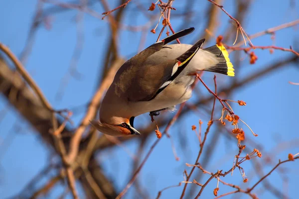 Beautiful Bright Bird Waxwing Bombycilla Garrulus Close Sits Branch Apple — Stock Photo, Image