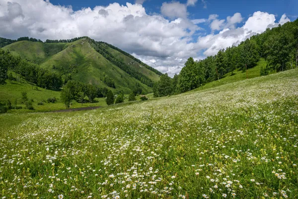 Verbazingwekkend Zomerlandschap Met Witte Kamillebloemen Matricaria Chamomilla Een Groene Weide — Stockfoto