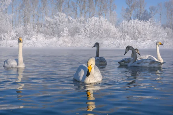 Amazing Winter Landscape Swans Cygnus Cygnus Swimming Lake Snow Ice — Stock Photo, Image