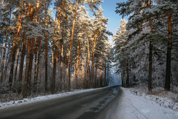 Amazing Winter View Asphalt Road Snowy Forest Tall Pine Trees — Stock Photo, Image