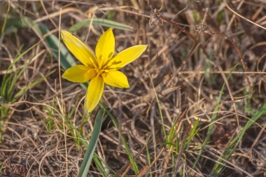 Ender rastlanan, parlak, sarı, yaban çiçeği lalesi (tulipa altaica), güneş ışığında bir çayırdaki kuru otların arka planına yakın plan.