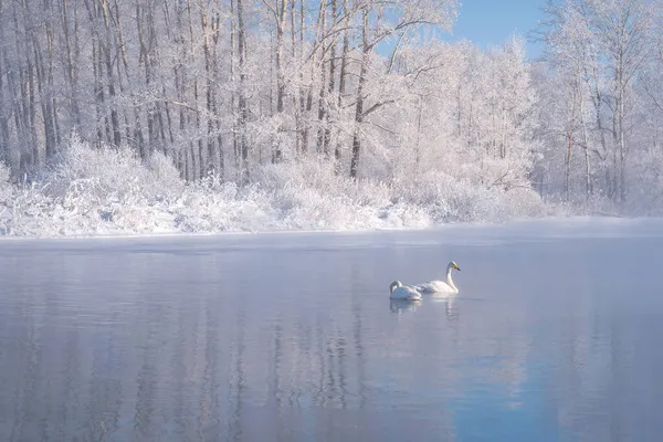 美丽的湖水 冰天雪地 几只天鹅映衬着蓝天 白树映衬着霜冻 冬季景色迷人极了 — 图库照片
