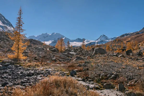 Colorful Autumn Landscape Glacier Snowy Mountains Golden Larch Trees Growing — Stock Photo, Image