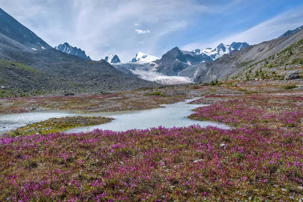 Удивительный Летний Пейзаж Ледником Горами Рекой Красивым Лугом Ярких Пурпурных — стоковое фото