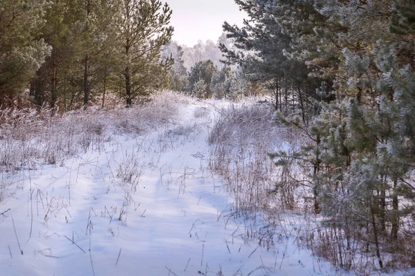 Beautiful Winter Landscape Snowy Dirt Road Forest Birches Pines Hoarfrost — Stock Photo, Image