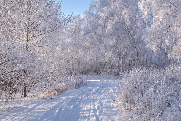 美丽的冬季风景 有雪地的土路 有雪白的桦树 有青草 有霜冻 有阳光 有严寒 — 图库照片
