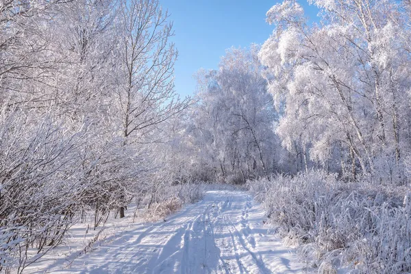 美丽的冬季风景 有雪地的土路 有雪白的桦树 有青草 有霜冻 有阳光 有严寒 — 图库照片