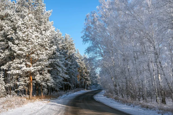 Karlı bir ormanda asfalt yolu, yol kenarındaki huş ağaçları ve çam ağaçları, kışın muhteşem manzarası, gölgeler ve güneş ışığı.