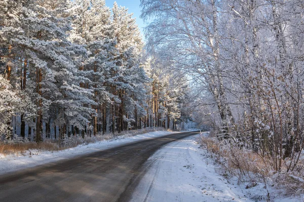 Karlı bir ormanda asfalt yolu, yol kenarındaki huş ağaçları ve çam ağaçları, kışın muhteşem manzarası, gölgeler ve güneş ışığı.