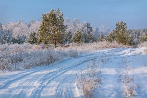 森林里有雪地的道路 有白桦树 松树和白霜青草 在严寒中与蓝天相映成趣 冬季景色令人叹为观止 — 图库照片