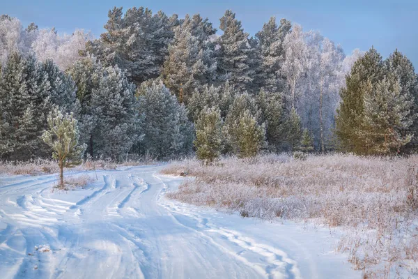 Amazing Winter Landscape Snowy Road Forest Birches Spruces Pines Hoarfrost — Stock Photo, Image