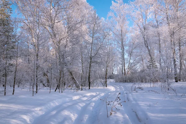 Kış Manzarası Kıvrımlı Karlı Bir Yol Kar Beyazı Huş Ağaçları — Stok fotoğraf