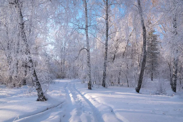 Utrolig Vinterlandskap Med Snødekt Terreng Skog Med Snøhvite Bjørker Gress – stockfoto