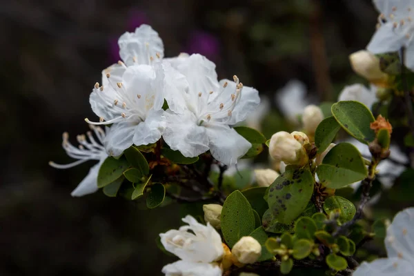 Beautiful Delicate White Flowers Rare Species Siberian Wild Rosemary Rhododendron — Stock Photo, Image