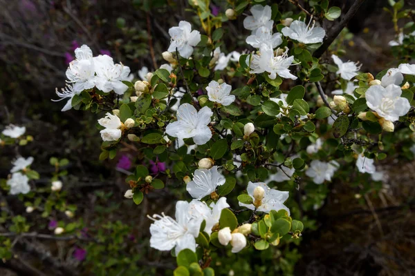 Piękne Delikatne Białe Kwiaty Rzadkiego Gatunku Syberyjskiego Dzikiego Rozmarynu Rhododendron — Zdjęcie stockowe