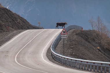 Boğa, bir bahar günü bulutlu bir gökyüzünün arka planına karşılık dağlardaki asfalt bir yolu geçer. Altai, Rusya