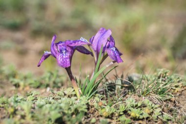 Güzel mor bahar çiçekleri (iris ruthenica) dağlardaki bir çayırda yakın planda. Altai, Rusya