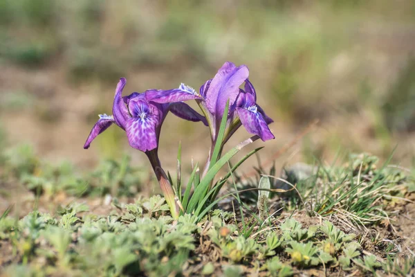 美しい紫色の春の野生の花虹彩 虹彩Ruthenica 山の牧草地でクローズアップ ロシアのアルタイ — ストック写真