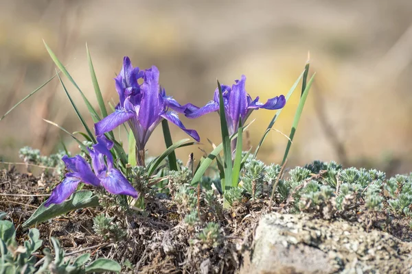 Güzel mor bahar çiçekleri (iris ruthenica) dağlardaki bir çayırda yakın planda. Altai, Rusya