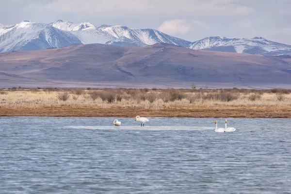 Pintoresco Paisaje Primaveral Con Cisnes Nadando Lago Sobre Telón Fondo —  Fotos de Stock