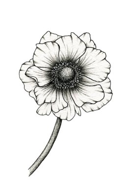 Monochrome anemone flower drawing isolated on white, floral ink line art illustration with vintage anemone flower, realistic flower drawing in black and white