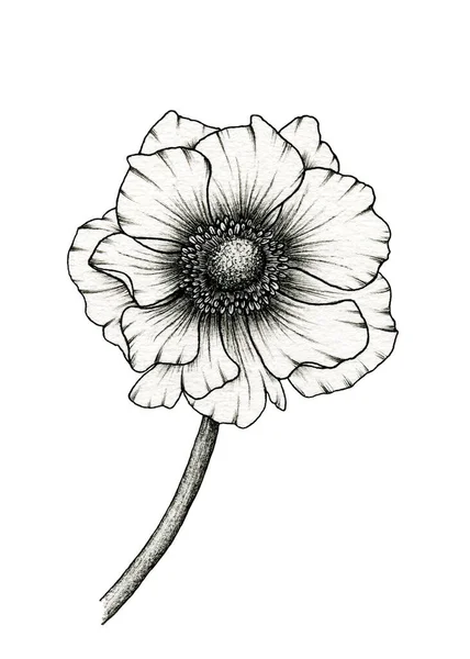 Monochrome Anemone Flower Drawing Isolated White Floral Ink Line Art — 图库照片