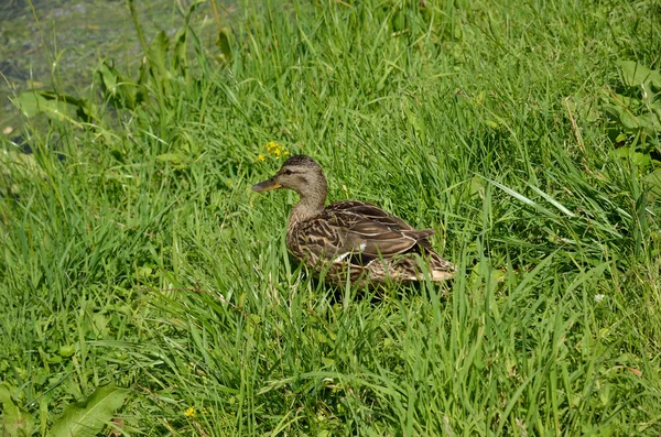 Дикая утка в зеленой траве — стоковое фото