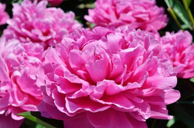 pembe çiçekler Şakayık