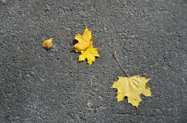 sonbahar arka planlar