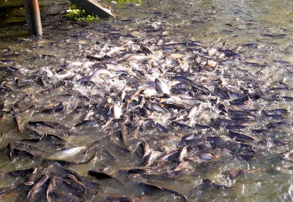 Feeding fish — Stock Photo, Image