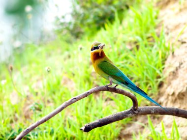 kuş mavi kuyruklu arı kuşugiller.