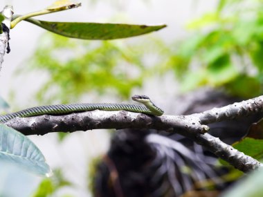 altın ağaç yılan .