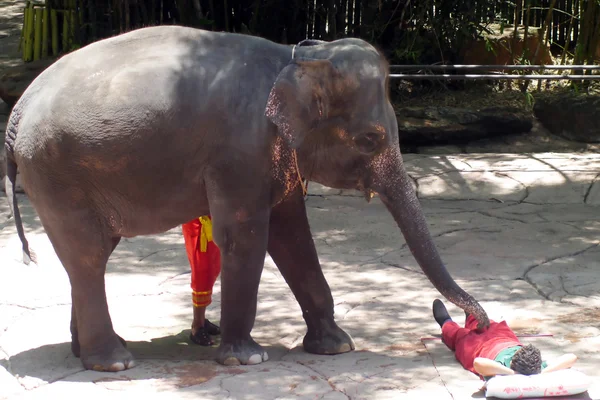 大象泰国的天才表演. — 图库照片