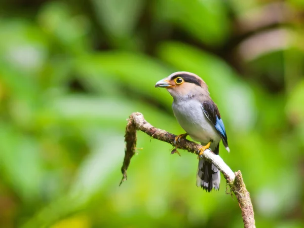 Srebrny ptaków broadbill. — Zdjęcie stockowe