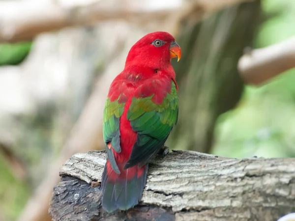 Röd-breasted undulat — Stockfoto