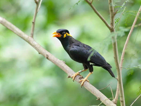 Ptak wspólne wzgórze Myna . — Zdjęcie stockowe