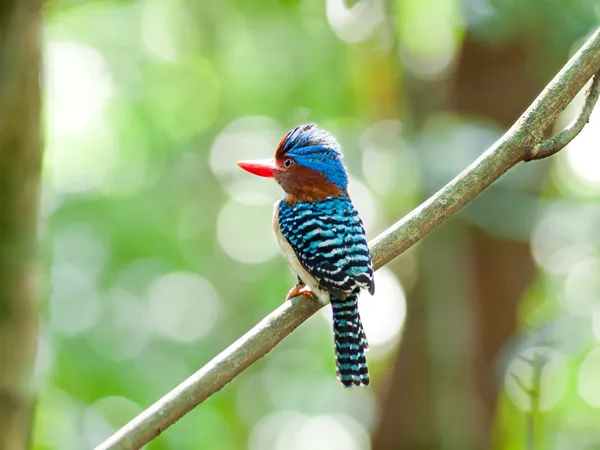 Vogel gestreepte Kingfisher . — Stockfoto