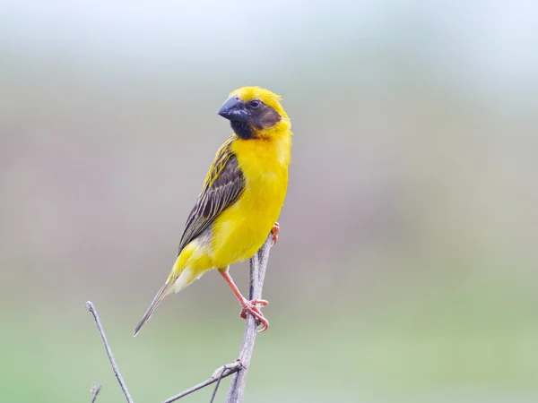 Asijské zlatý weaver — Stock fotografie