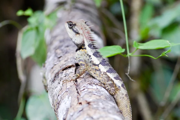 Lagarto em um ramo . — Fotografia de Stock