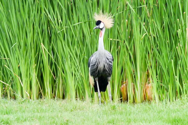 Bird crowned crane . — Stock Photo, Image