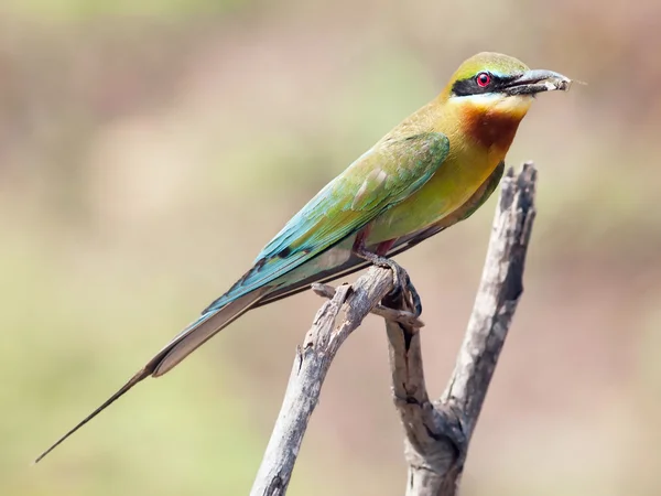 Fågel blå-tailed biätare. — Stockfoto