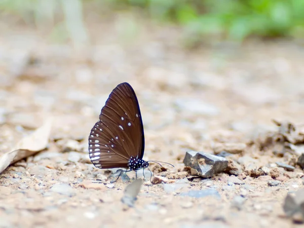 Schmetterling . — Stockfoto