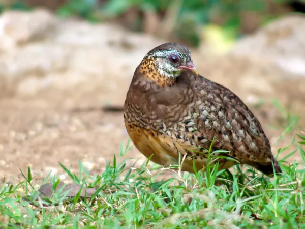 Šupinatá partridge . — Stock fotografie