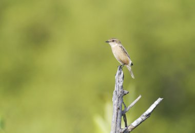Stejneger'ın stonechat