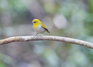 white-eye kestane çevrili