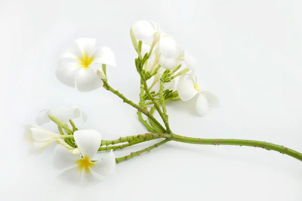 Isolat fleur blanche . — Photo