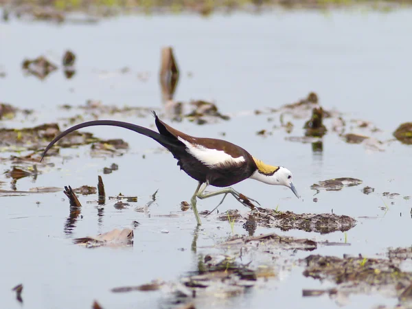 Jacana de cola de faisán de ave  . — Foto de Stock