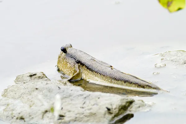 Boleoffthalmus boddarti . — стоковое фото